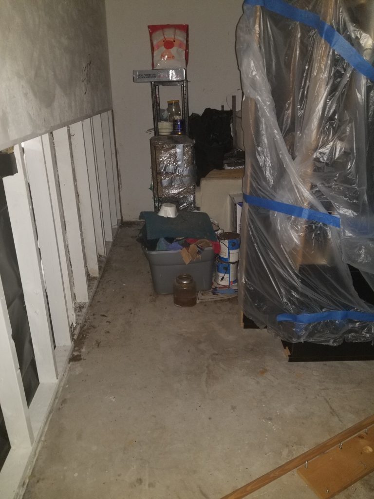 mold damage removal daytona beach shores fl