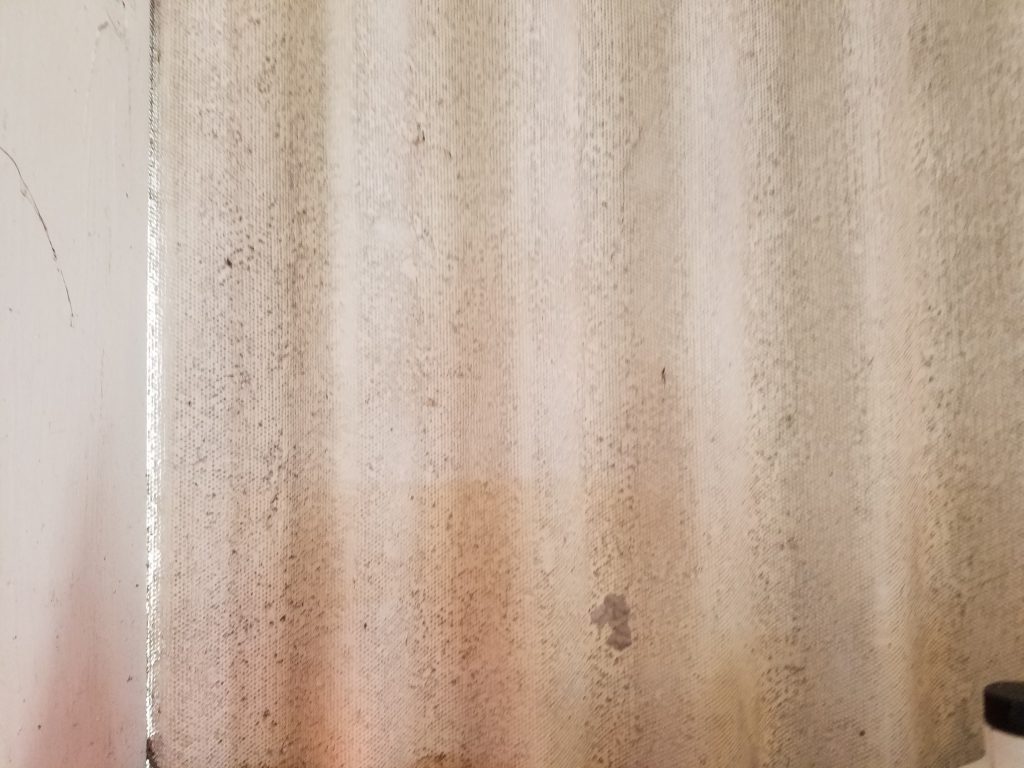 mold damage restoration ormond fl